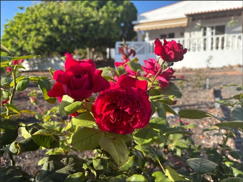 Casa o chalet independiente en venta en piedra hincada