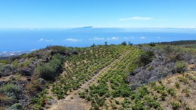 Finca rústica en venta en Guia de Isora