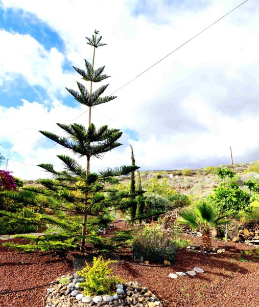 Casa o chalet independiente en venta en piedra hincada
