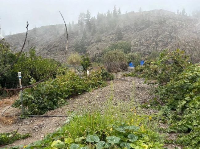 Finca rústica en venta en Guia de Isora