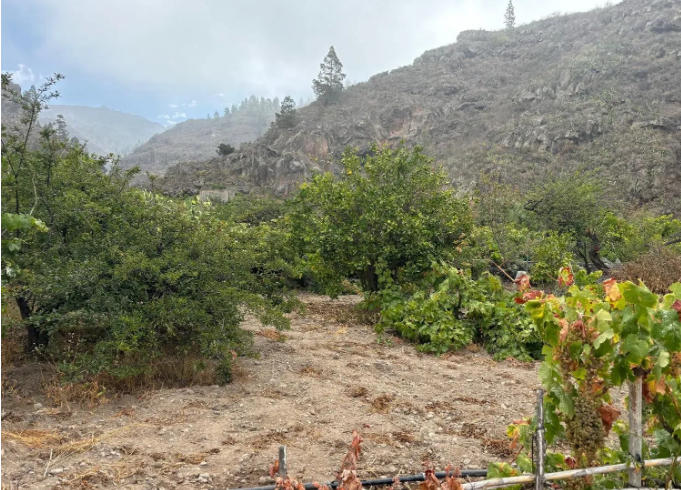 Finca rústica en venta en Guia de Isora