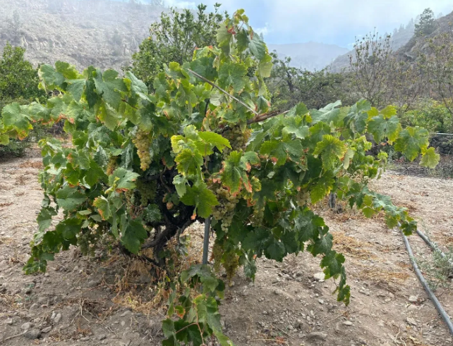 Finca rústica en venta en Guia de Isora