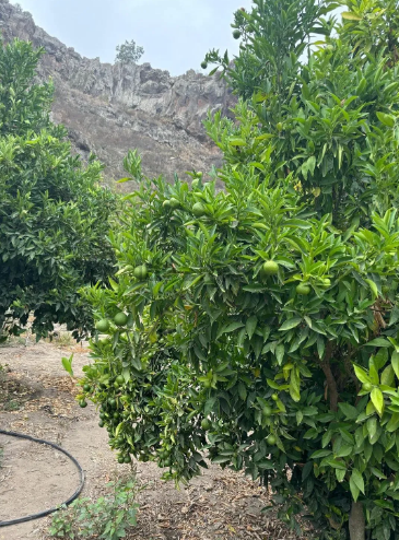 Finca rústica en venta en Guia de Isora